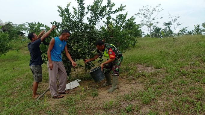 Babinsa Koramil 07/Kejuruan Muda Dampingi Petani Panen Jeruk