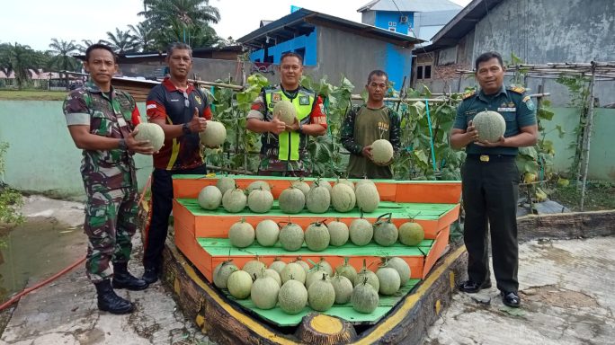 Danramil 02/Karang Baru Bersama Anggota Panen Perdana Tanaman Melon Pemanfaatan Halaman Koramil