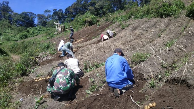 Bentuk Kepedulian Kepada Masyarakat, Babinsa Koramil 01/LT Bantu Warga Memanen Kentang