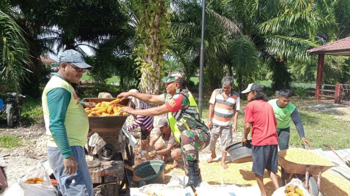 Pasca Panen Jagung Babinsa Bantu Petani Rontok Jagung