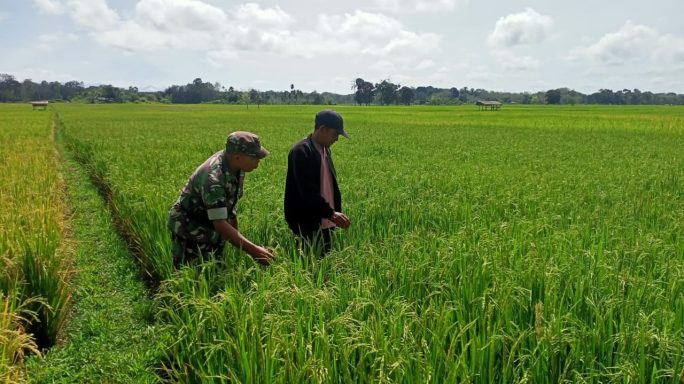 Babinsa Posramil 05/PC Turun Langsung Ke Sawah Dampingi Petani Cek Pertumbuhan Tanaman Padi