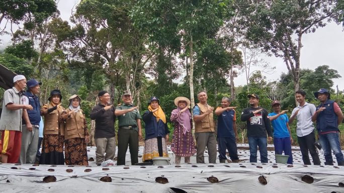 Strategi Upaya Peningkatan Ketahanan Pangan, Muspika Tapaktuan Tanam Bawah Merah di Desa Panton Luas