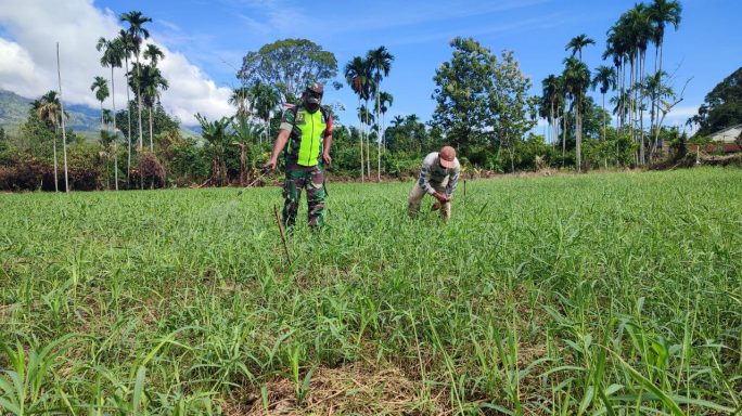 Babinsa Dampingi Petani Semprot Hama Rumput Petani