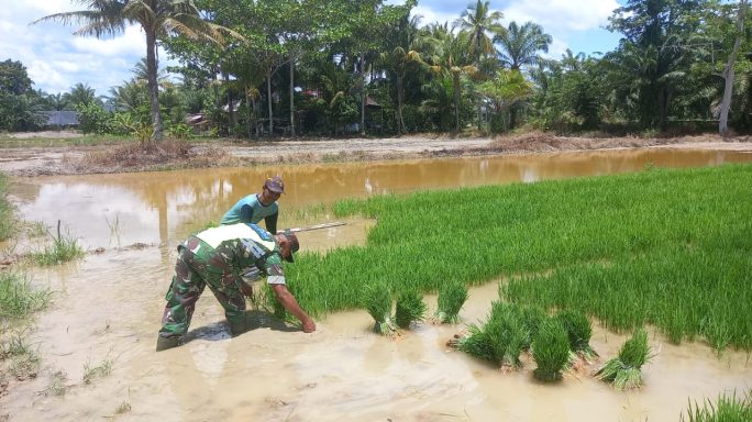 Babinsa Koramil 03/Seruway Bantu Petani Cabut Bibit Padi Siap Tanam