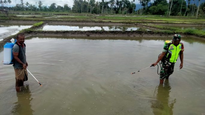Babinsa Bantu Penyemprotan Hama Keong Sebelum Di Tanami