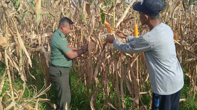 Ini Tujuan Babinsa di Abdya Dampingi Petani Optimalisasi Komoditi Jagung