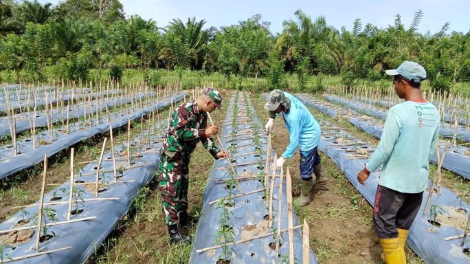 Babinsa Posramil 05/PC Dan Petani Memberikan Penyangga Pada Pohon Cabai Merah Yang Sudah Mulai Tumbuh Tinggi
