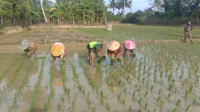 Wujudkan TNI Manunggal, Babinsa Koramil 03/Jeunib Bantu Petani Tanam Padi