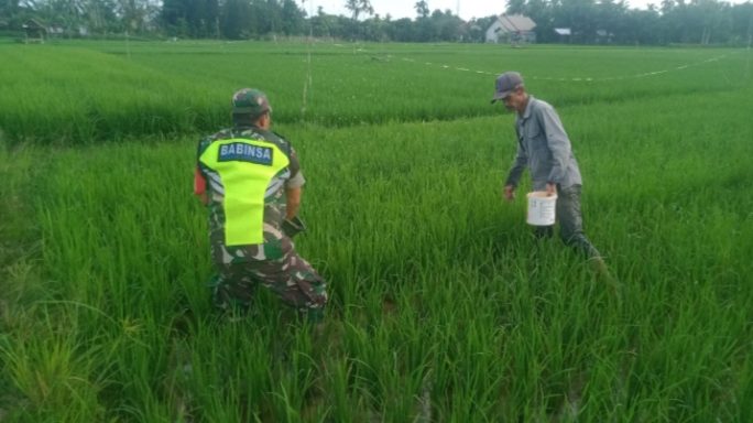 Tingkatkan Hasil Panen, Babinsa Bantu Petani Memupuk Tanaman Padi