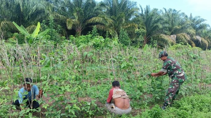 Berikan Semangat Dan Dorongan Motivasi, Babinsa Koramil 04/Meureubo Komsos Dengan Petani Palawija