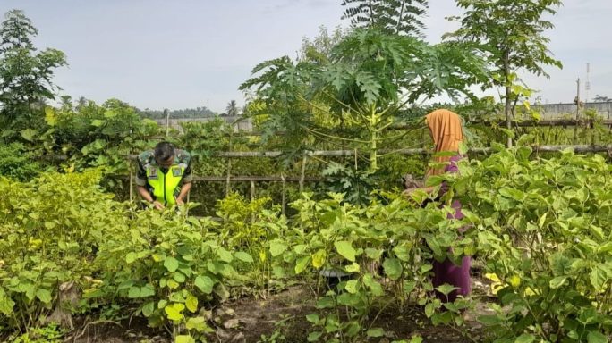 Pedoman Praktis, Sertu Fajar Bantu Perawatan Optimal Tanaman Cabe