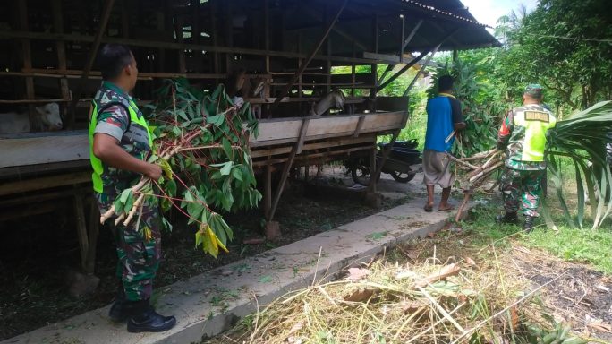 Tingkatkan Potensi Wilayah Babinsa Dampingi Peternak Kambing