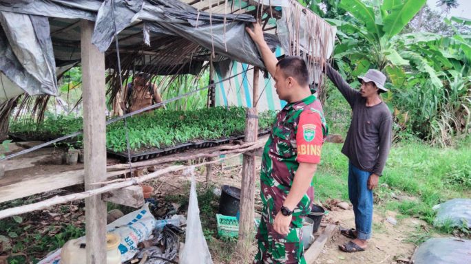 Ini Dia, Cara Sukses Penyemaian Cabai Merah Dari Serda Supransyah Untuk Warga Binaannya.