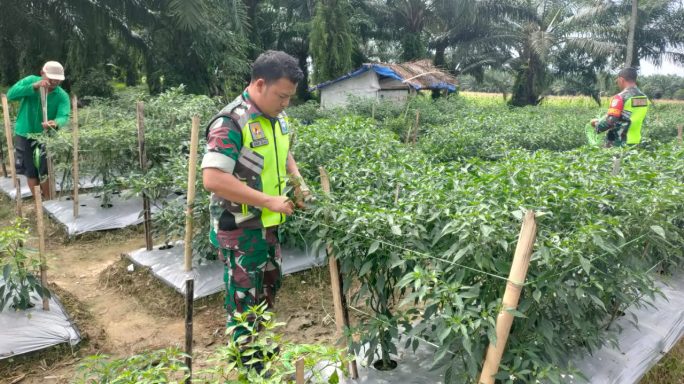 Babinsa Laksanakan Pendampingan Kepada Petani Pasang Tali Cabe Merah,
