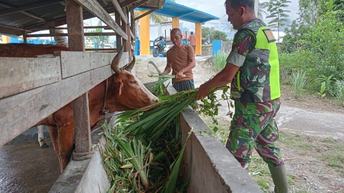 Cegah PMK Pada Ternak Babinsa Sambangi Peternak Sapi Di Desa Binaan
