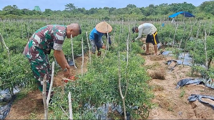 Danramil 04/Meureubo, mengurangi tekanan Inflasi melalui tanaman Cabai Merah