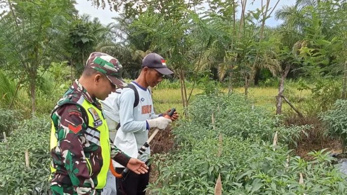Babinsa Posramil 05/PC Dampingi Petani Merawat Tanaman Cabai Merah Di Wilayah Binaan