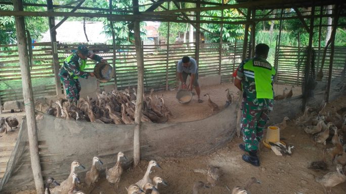 Melalui Komsos Babinsa Sambangi peternak Bebek