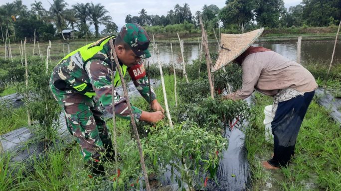 Tingkatkan Ketahanan Pangan Babinsa Posramil Suka Makue Laksanakan Panen Padi Bersama Masyarakat