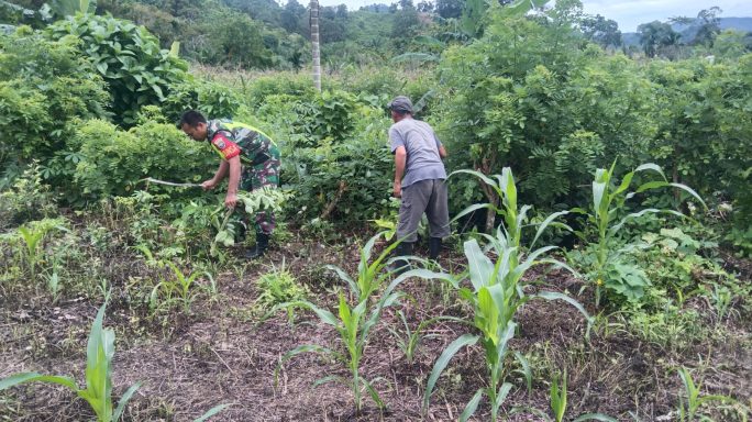 Upaya Mewujudkan Kesejahteraan Masyarakat, Babinsa Kluet Tengah Bantu Petani Rawat Tanaman Jagung