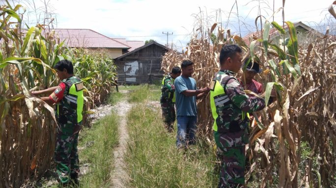Sukseskan Swasembada pangan Babinsa Bantu Panen Jagung