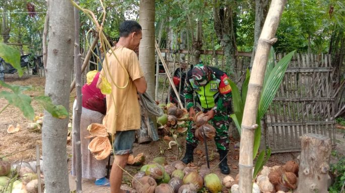 Babinsa Posramil Simpang Mamplam Bantu Petani Kupas Buah Kelapa