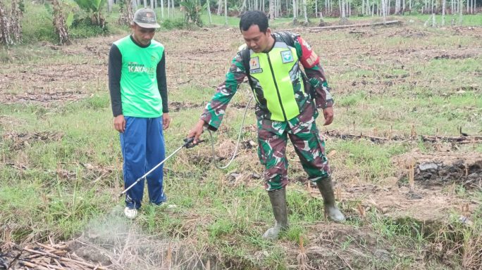 Wujud Pendampingan Babinsa Bersama Petani Semprot Jagung