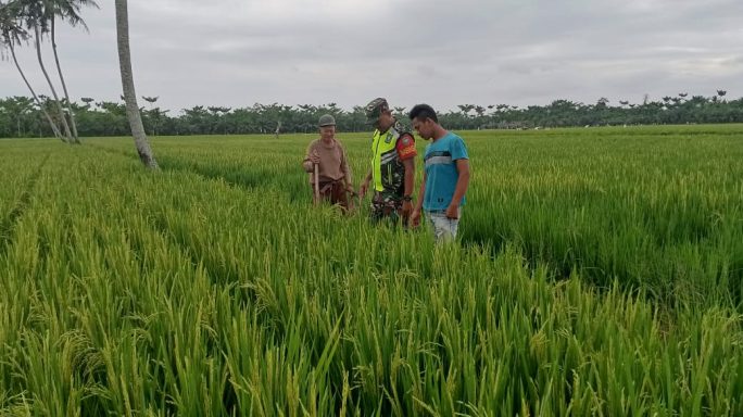 Dampingi Petani, Koptu Sadina Ali Cek Pertumbuhan Tanaman Padi.