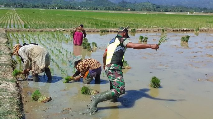 Wujudkan TNI Manunggal Babinsa Koramil 03/Jeunib Bantu Petani tanam Padi