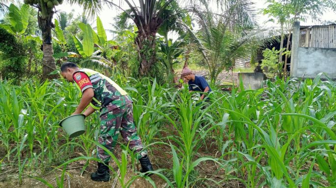 Dukung Swasembada Pangan Babinsa Dampingi Petani Pupuk Jagung