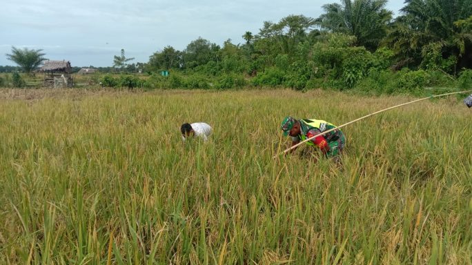 Babinsa Koramil 01/Kuala bantu Petani Rawat Tanaman Padi yang Terkena Angin dan Pasang Jaring Penghalau Burung