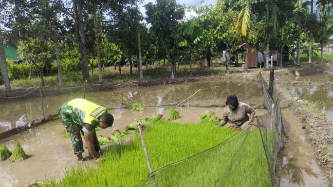 Wujudkan Swasembada Pangan Babinsa Bantu Petani Cabut Bibit Padi