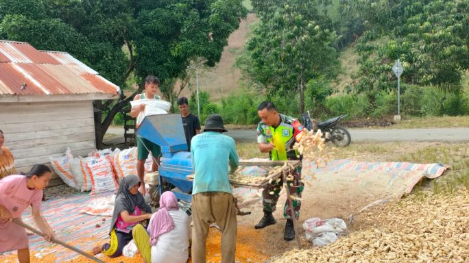 Dukung Swasembada Pangan Babinsa Bantu Petani Rontok Jagung