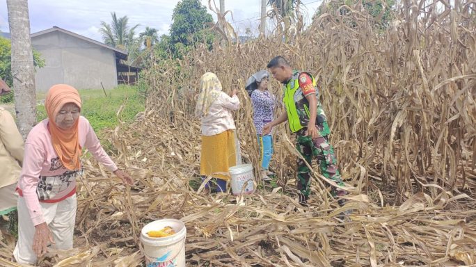 Ringankan Beban Petani Babinsa Bantu Angkat Hasil Panen Jagung