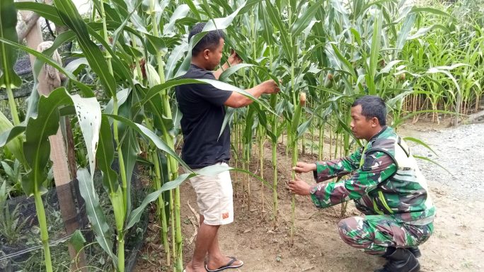 Babinsa Posramil Tripa Makmur Bantu Rawat Tanaman Jagung Milik Petani Desa Binaan