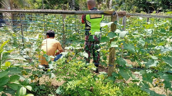 Babinsa Posramil Tripa Makmur bantu rawat Tanaman Timun milik warga
