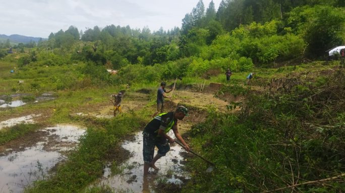 Wujudkan Ketahanan Pangan, Babinsa Ikut Turun Bajak Sawah