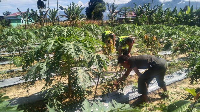 Beri Semangat Ke Petani Babinsa Bantu Warga Rawat Tanaman Pepaya