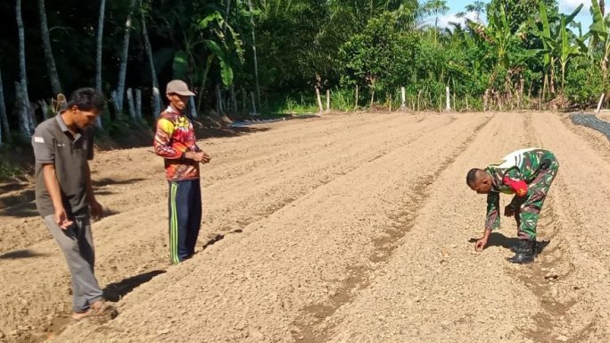 Tak Hiraukan Cuaca Panas Babinsa Koramil 02/Seunagan bantu Petani Rapihkan Bedengan