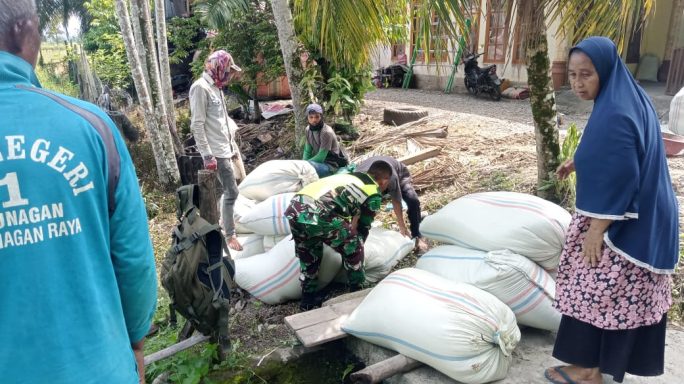 Babinsa Koramil 03/Seunagan Timur bantu Petani Angkat Padi Hasil Panen