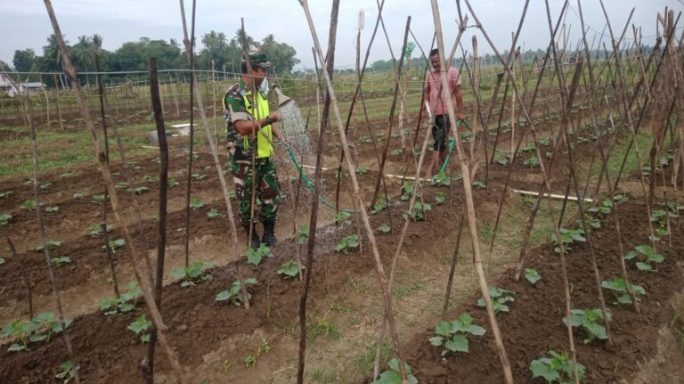 Babinsa Simpang Tiga Dampingi Petani Desa Binaannya Merawat Tanaman Timun