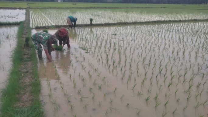Saat Babinsa Beraksi Perubahan Positif dalam Penanaman Padi di Desa Binaan.