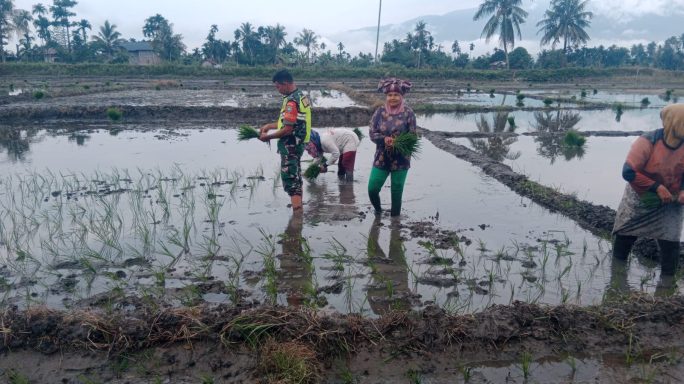Wujud Nyata Pendampingan Petani Babinsa Terjun Kesawah Tanam Padi