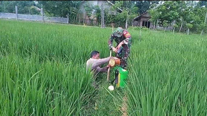 Babinsa Kodim 0103/Aceh Utara Bantu Petani Rawat Tanaman Padi Di sawah