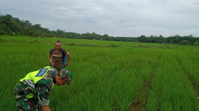 Serka Try Muliadi Dampingi Petani Lakukan Penyemprotan Tanaman Padi