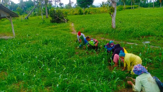 Babinsa Membantu Petani Bersihkan Rumput Di Lahan Jagung