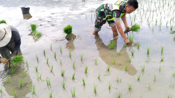 Wujudkan TNI Manunggal, Babinsa Bantu Petani Tanam Padi