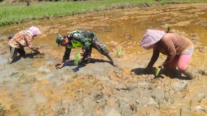 Tingkatkan Ketahanan Pangan, Babinsa Koramil 05/Thu Bantu Petani Tanam Padi