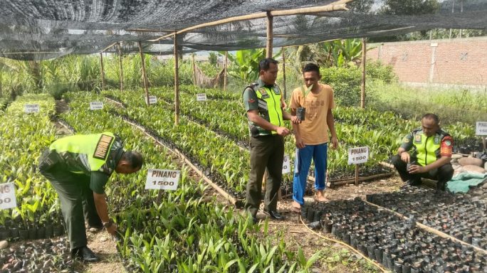 Dukung Perekonomian Warga Babinsa Dampingi Petani Budidaya Pinang