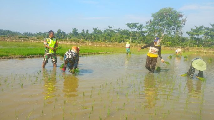 Peran Aktif Babinsa Koramil 03/Seruway Dampingi Petani Tanam Padi Di Desa Binaan